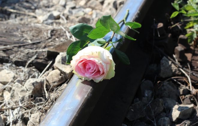 Rosa sobre la vía del tren